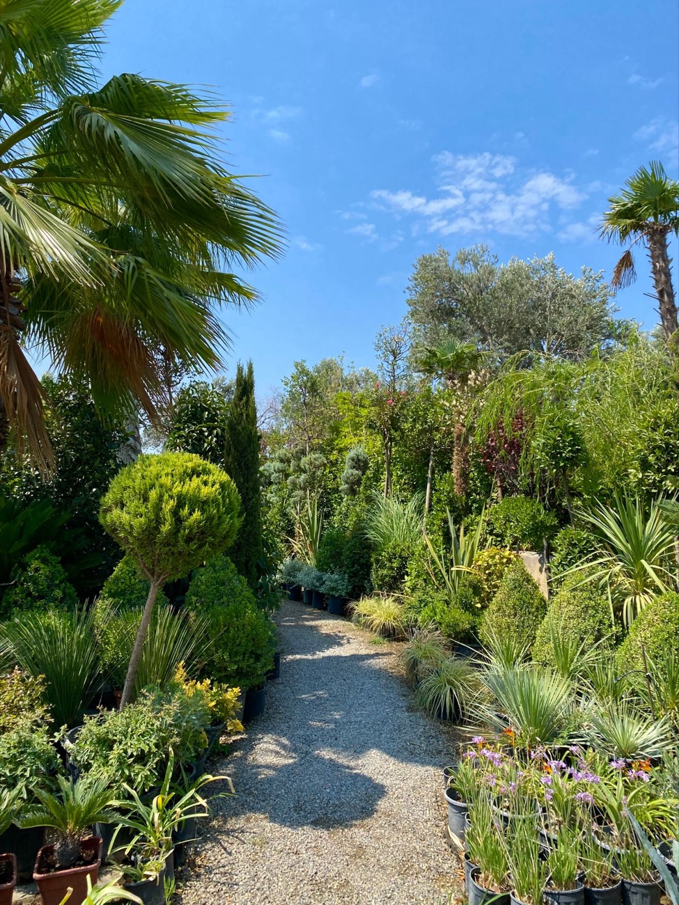 Allée de gravier bordée de plantations denses et de topiaires